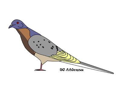 Paloma migratoria Passenger pigeon